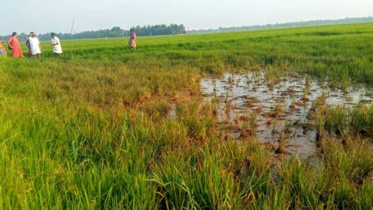 ആനക്കിടാവിരുത്തി പാടത്ത് പുളിയിളകി നെല്കൃഷി നശിച്ചു; ആശങ്കയിൽ കർഷകർ ആനക്കിടാവിരുത്തി പാടത്ത് പുളിയിളകി നെല്കൃഷി നശിച്ചു; ആശങ്കയിൽ കർഷകർ
