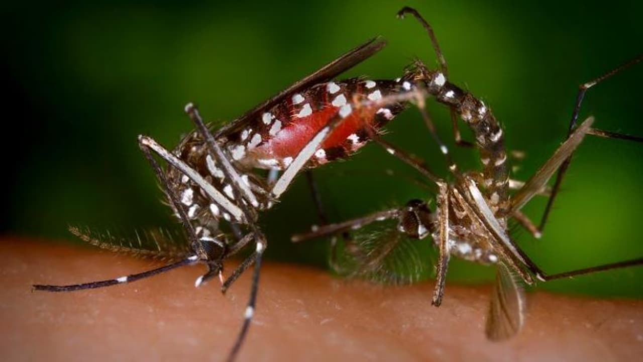 Mosquito menace: How this insects breeds at homes and spread diseases Mosquito menace: How this insects breeds at homes and spread diseases