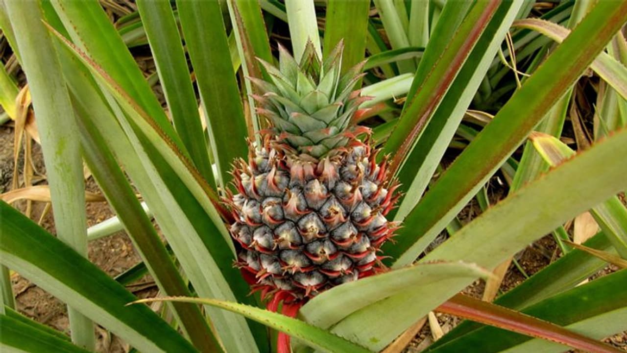 കുറച്ചെങ്കിലും സ്ഥലമുണ്ടോ? പൈനാപ്പിള്‍ കൃഷി ചെയ്‍ത് ലാഭമുണ്ടാക്കാം