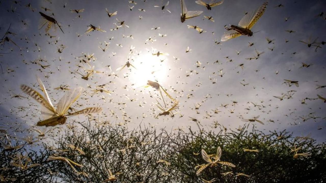 വെട്ടുകിളി ആക്രമണഭീതിയില് ഉത്തരേന്ത്യ; കോടി കണക്കിന് രൂപയുടെ വിളനാശമുണ്ടാവുമെന്ന് മുന്നറിയിപ്പ് വെട്ടുകിളി ആക്രമണഭീതിയില് ഉത്തരേന്ത്യ; കോടി കണക്കിന് രൂപയുടെ വിളനാശമുണ്ടാവുമെന്ന് മുന്നറിയിപ്പ്