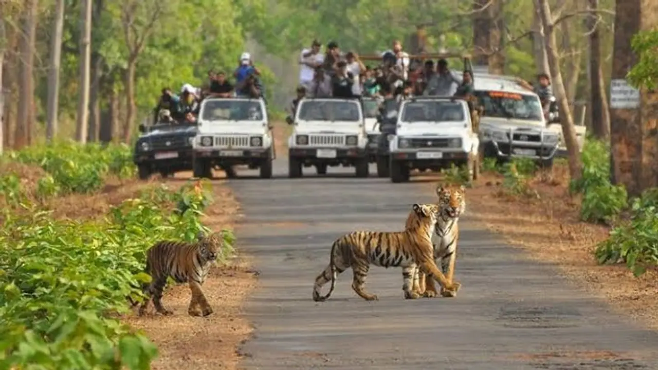 ವನ್ಯ ಜೀವಿಗಳ ನೀರಿನ ಸಮಸ್ಯೆಗೆ ಪರಿಹಾರ: ಬನ್ನೇರುಘಟ್ಟ ಉದ್ಯಾನಕ್ಕೆ ಕಾವೇರಿ ನೀರು
