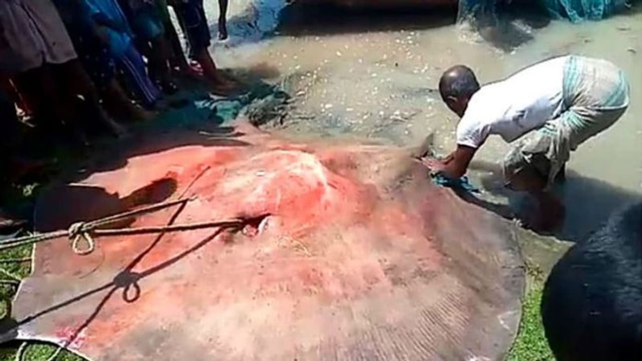 এক বা দুই কেজি নয় ৩০০ কেজির শঙ্কর মাছ, বিক্রি হল ৫৫ হাজার টাকায় এক বা দুই কেজি নয় ৩০০ কেজির শঙ্কর মাছ, বিক্রি হল ৫৫ হাজার টাকায়