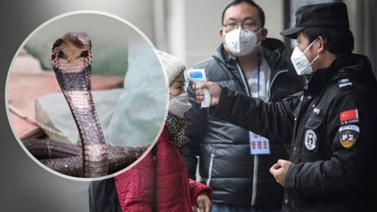 கொரோனா வைரஸ் குறித்து விஞ்ஞானிகள் பகீர் தகவல்... பாம்பு கறியை தவிர்த்து சைவத்துக்கு மாறும் சீனர்கள்..!