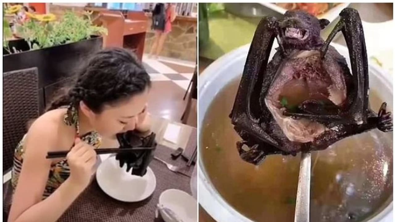 കൊറോണാഭീതിക്കിടയിലും 'നിർത്തിപ്പൊരിച്ച വവ്വാലിനെ ചൂടോടെ അകത്താക്കി ചൈനീസ് യുവതി'; വീഡിയോ കൊറോണാഭീതിക്കിടയിലും 'നിർത്തിപ്പൊരിച്ച വവ്വാലിനെ ചൂടോടെ അകത്താക്കി ചൈനീസ് യുവതി'; വീഡിയോ