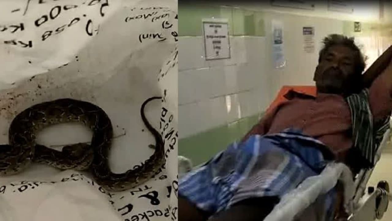 கடித்த கட்டுவிரியனை பிடித்து மருத்துவமனைக்கு ஓடிய விவசாயி..! நோயாளிகள் அதிர்ச்சி..! கடித்த கட்டுவிரியனை பிடித்து மருத்துவமனைக்கு ஓடிய விவசாயி..! நோயாளிகள் அதிர்ச்சி..!