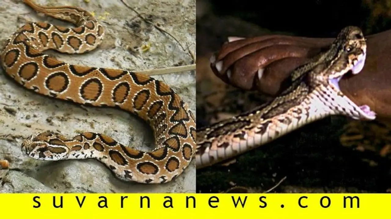 ಕೋಪಿಷ್ಠ ಕೊಳಕು ಮಂಡಲ ಹಾವು ಕಡಿದು ತುಂಬು ಗರ್ಭಿಣಿ ಸಾವು