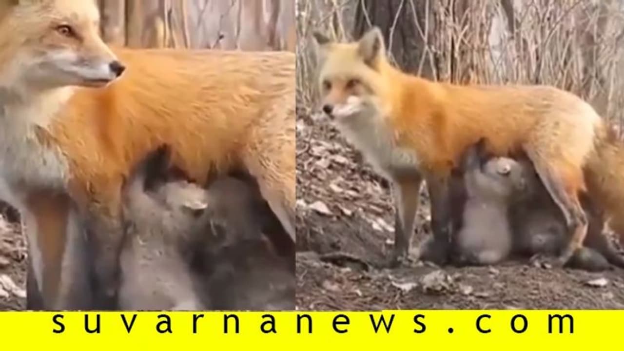 Fact Check| 'ಅಮ್ಮ ಅಮ್ಮನೇ ಅಲ್ಲವೇ...' ಕೋಲಾ ಮರಿಗಳಿಗೆ ಹಾಲುಣಿಸಿದ ನರಿ?