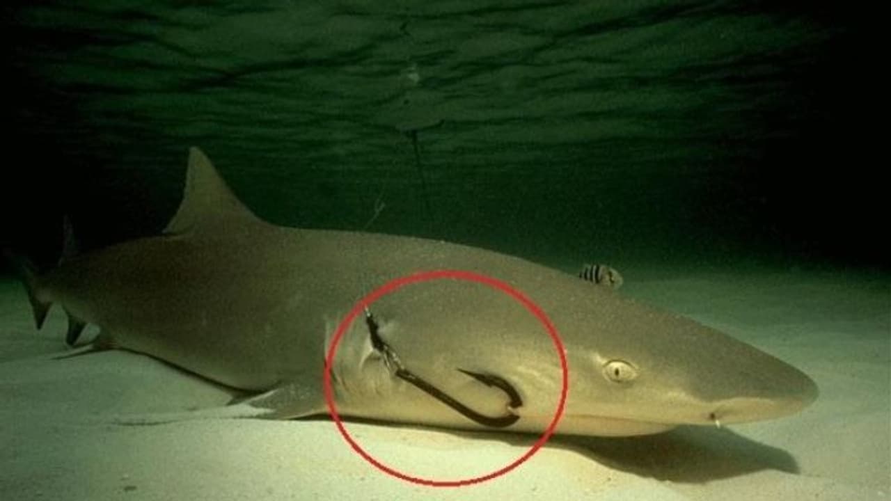 ശരീരത്തിൽ തുളച്ച ചൂണ്ടയുമായി വേദന സഹിച്ച് കഴിയുന്നത് ലക്ഷത്തോളം സ്രാവുകൾ ശരീരത്തിൽ തുളച്ച ചൂണ്ടയുമായി വേദന സഹിച്ച് കഴിയുന്നത് ലക്ഷത്തോളം സ്രാവുകൾ