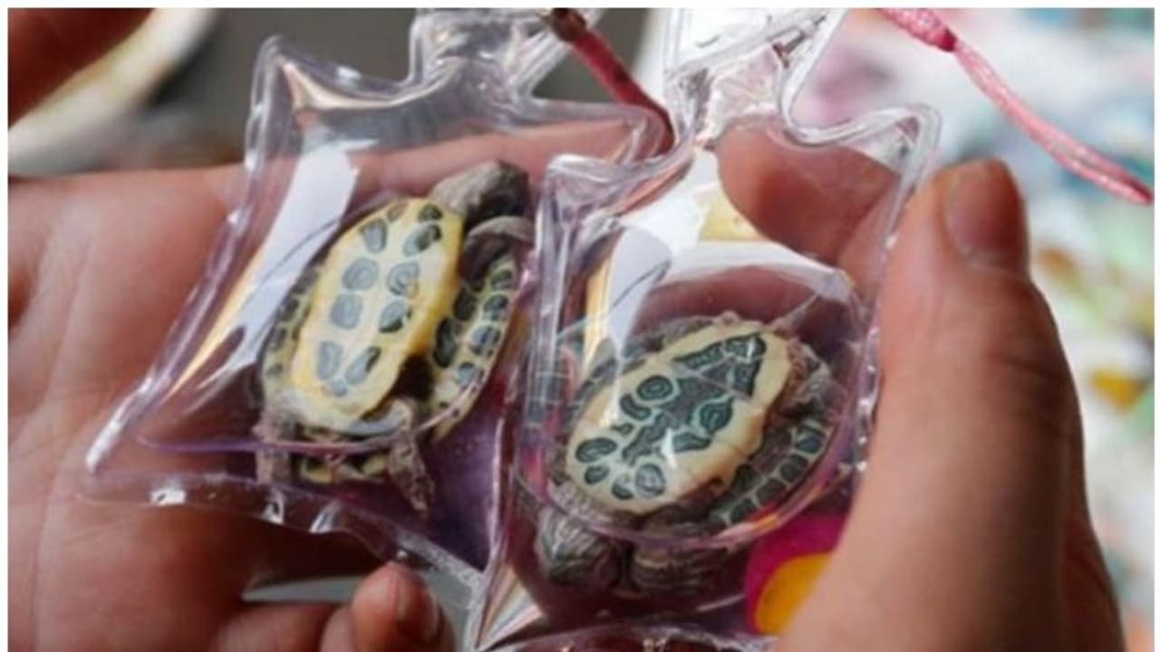 കീച്ചെയിനുകളില് ജീവനുള്ള ആമയും പല്ലിയും മീനുകളും; കൊടുംക്രൂരതയെന്ന് മൃഗസംരക്ഷണ സംഘടനകള് കീച്ചെയിനുകളില് ജീവനുള്ള ആമയും പല്ലിയും മീനുകളും; കൊടുംക്രൂരതയെന്ന് മൃഗസംരക്ഷണ സംഘടനകള്