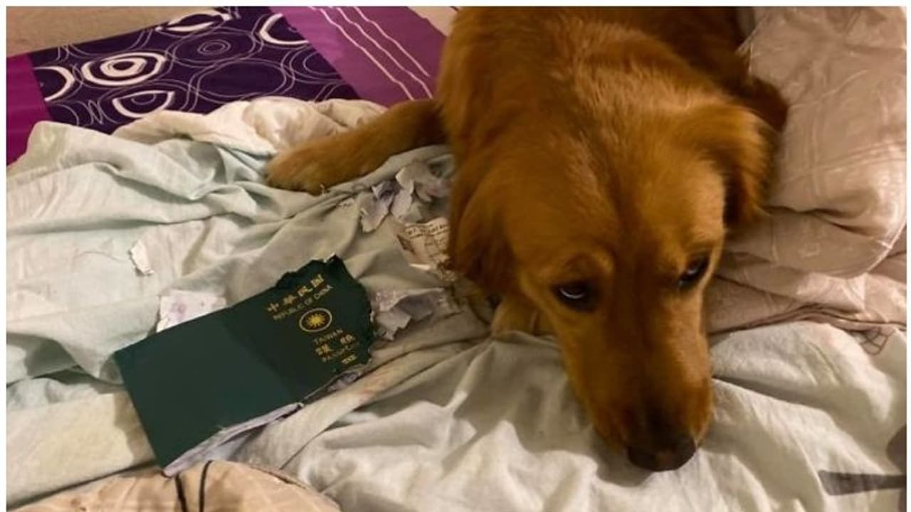 വളർത്തുപട്ടി പാസ്പോർട്ട് തിന്നു വിശപ്പടക്കിയപ്പോൾ ഉടമസ്ഥ രക്ഷപ്പെട്ടത് കൊറോണാവൈറസ് ബാധയിൽ നിന്ന് വളർത്തുപട്ടി പാസ്പോർട്ട് തിന്നു വിശപ്പടക്കിയപ്പോൾ ഉടമസ്ഥ രക്ഷപ്പെട്ടത് കൊറോണാവൈറസ് ബാധയിൽ നിന്ന്