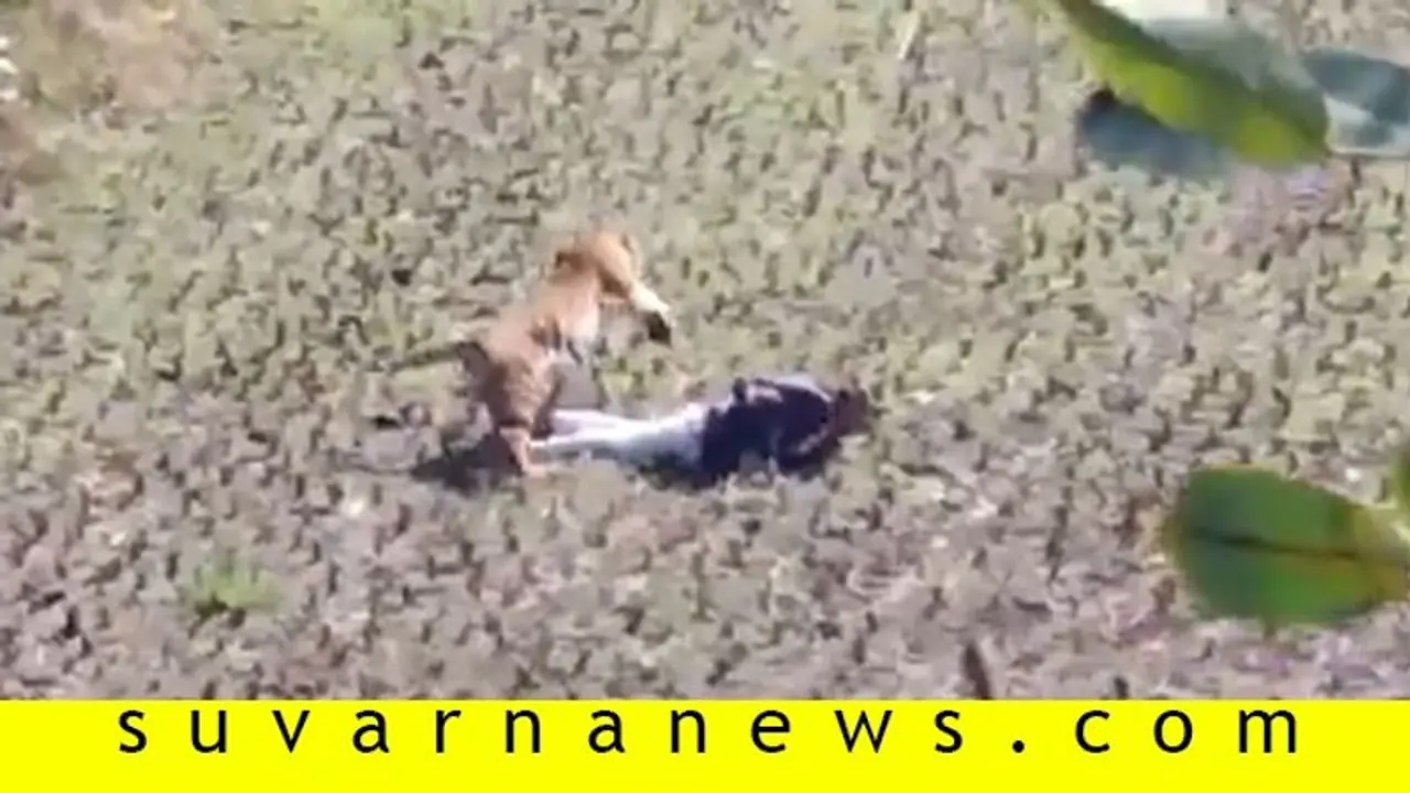 Video: ಹುಲಿ ಯಾಮಾರಿಸಲು ಸತ್ತವನಂತೆ ನಾಟಕ, ಸಾವಿನ ದವಡೆಯಿಂದ ಪಾರಾದ! Video: ಹುಲಿ ಯಾಮಾರಿಸಲು ಸತ್ತವನಂತೆ ನಾಟಕ, ಸಾವಿನ ದವಡೆಯಿಂದ ಪಾರಾದ!