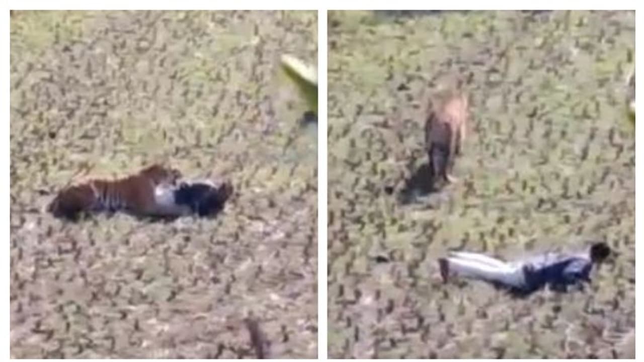 গ্রামে আগমন ঘটেছিল বাঘের, বুদ্ধি দিয়ে বাঁচলেন যুবক, আপনিও দেখুন সেই ভিডিও গ্রামে আগমন ঘটেছিল বাঘের, বুদ্ধি দিয়ে বাঁচলেন যুবক, আপনিও দেখুন সেই ভিডিও