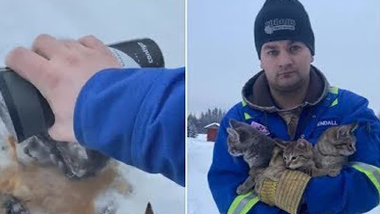 മഞ്ഞിൽ ഉറഞ്ഞുപോയ പൂച്ചക്കുഞ്ഞുങ്ങളെ രക്ഷപ്പെടുത്താന് യുവാവ് ചെയ്തത്; വീഡിയോ കാണാം മഞ്ഞിൽ ഉറഞ്ഞുപോയ പൂച്ചക്കുഞ്ഞുങ്ങളെ രക്ഷപ്പെടുത്താന് യുവാവ് ചെയ്തത്; വീഡിയോ കാണാം