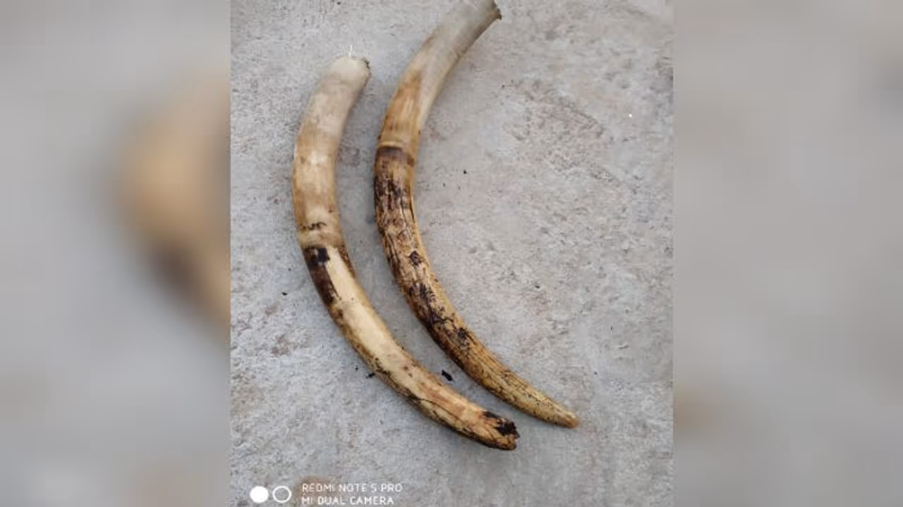 വയനാട്ടിൽ ആനക്കൊമ്പുമായി ഇടുക്കി സ്വദേശി പിടിയിൽ വയനാട്ടിൽ ആനക്കൊമ്പുമായി ഇടുക്കി സ്വദേശി പിടിയിൽ