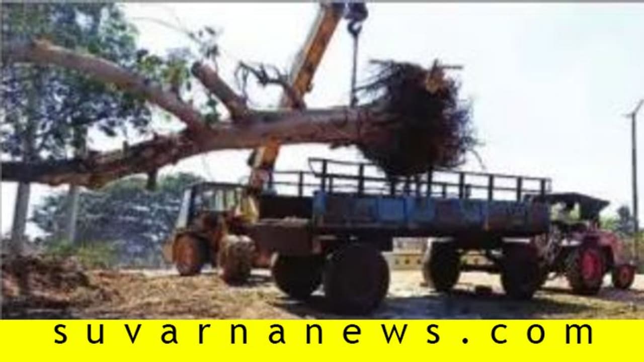 ಕಿತ್ತೆಸೆಯಲಾಗಿದ್ದ ಆಲದ ಮರಕ್ಕೆ ಮರುಜೀವ ಕಿತ್ತೆಸೆಯಲಾಗಿದ್ದ ಆಲದ ಮರಕ್ಕೆ ಮರುಜೀವ