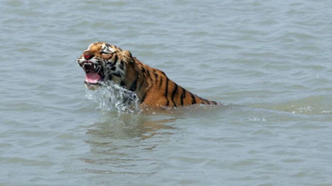 বাঘ তাড়িয়েও ব্যর্থ হলেন সঙ্গীরা, সুন্দরবনে মৃত তরুণ মৎস্যজীবী বাঘ তাড়িয়েও ব্যর্থ হলেন সঙ্গীরা, সুন্দরবনে মৃত তরুণ মৎস্যজীবী