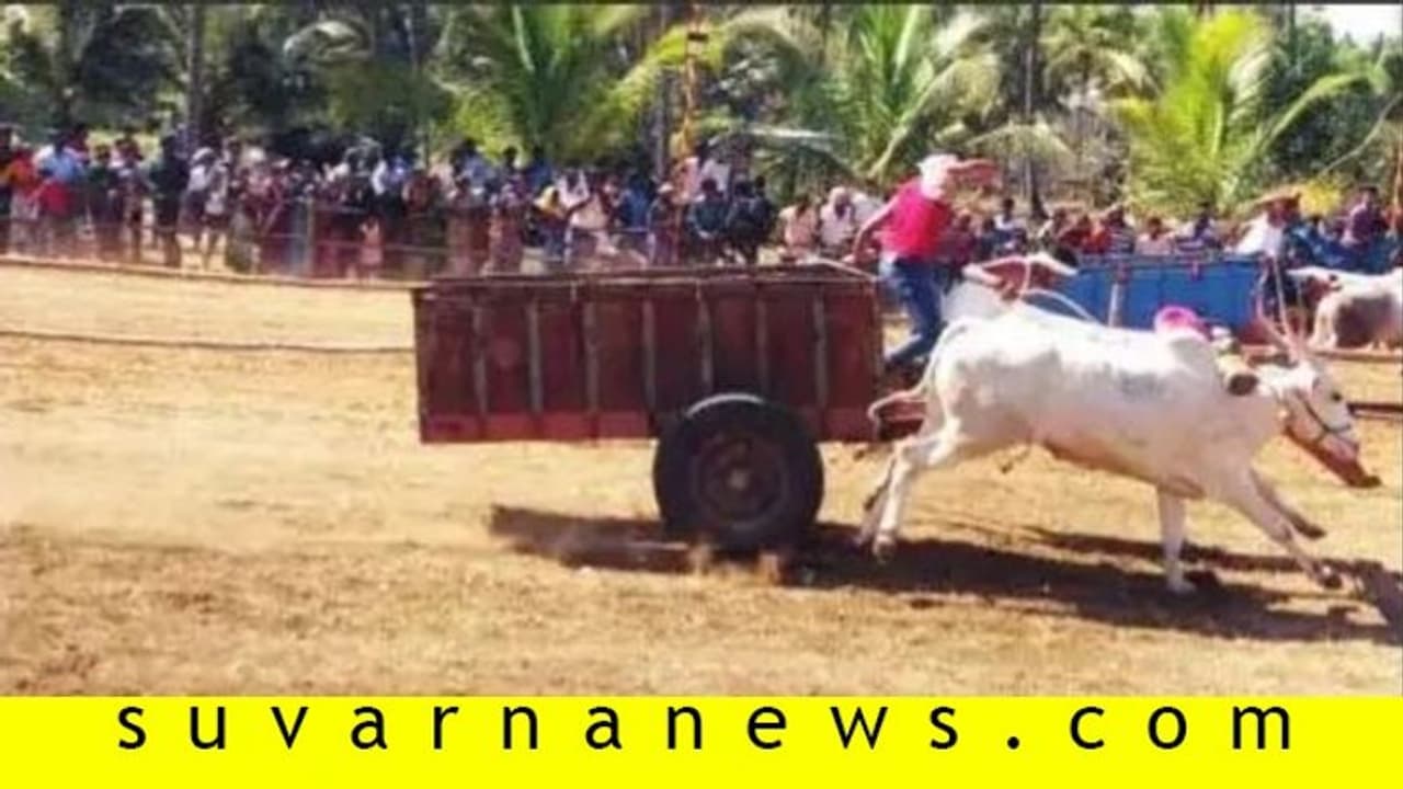 ಮಂಡ್ಯ: ಜೋಡೆತ್ತುಗಳ ಗಾಡಿ ಓಟದ ಪುಳಕ..! ಮಂಡ್ಯ: ಜೋಡೆತ್ತುಗಳ ಗಾಡಿ ಓಟದ ಪುಳಕ..!