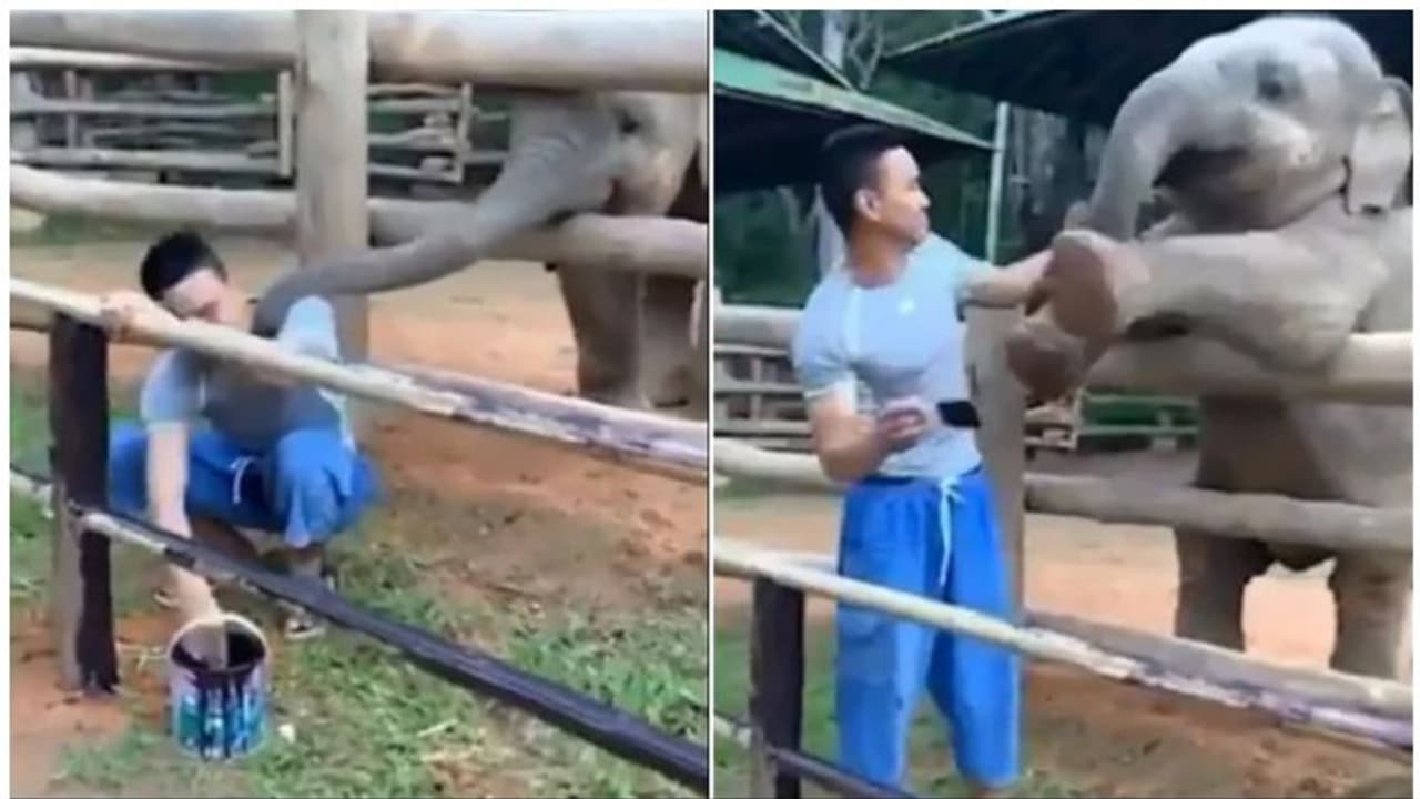 സൂക്ഷിപ്പുകാരനോട് കൂട്ടു കൂടി ആനക്കുട്ടി; ട്വിറ്ററിൽ വൈറലായ വീഡിയോ കാണാം സൂക്ഷിപ്പുകാരനോട് കൂട്ടു കൂടി ആനക്കുട്ടി; ട്വിറ്ററിൽ വൈറലായ വീഡിയോ കാണാം