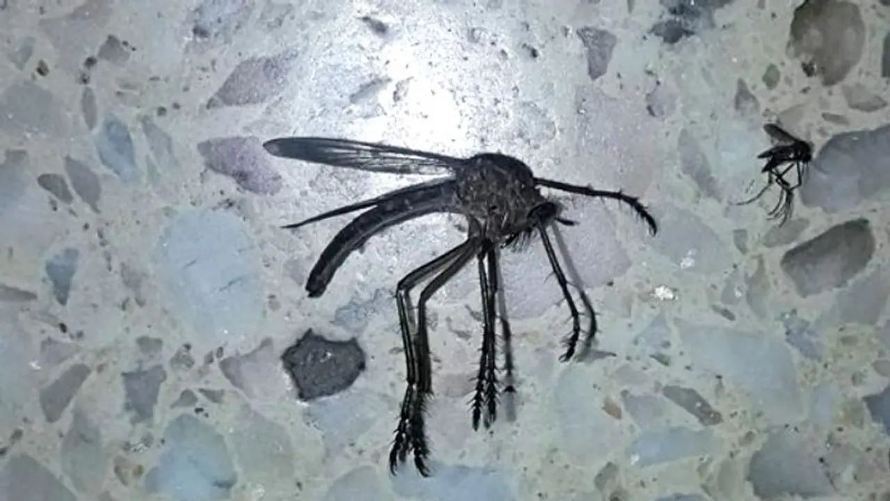 করোনাভাইরাস উদ্বেগের মধ্যেই আতঙ্ক ছড়ালো দৈত্যাকৃতি মশা, বরাভয় দিচ্ছেন পতঙ্গ বিশেষজ্ঞরা