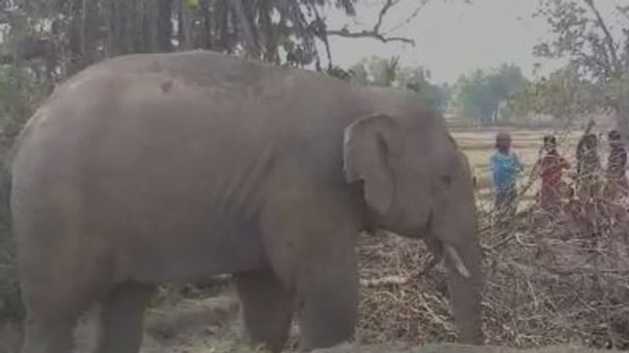 হাতির পা ও শুড়ে গভীর ক্ষত, বনদপ্তরে খবর দিলেন গ্রামবাসীরাই হাতির পা ও শুড়ে গভীর ক্ষত, বনদপ্তরে খবর দিলেন গ্রামবাসীরাই
