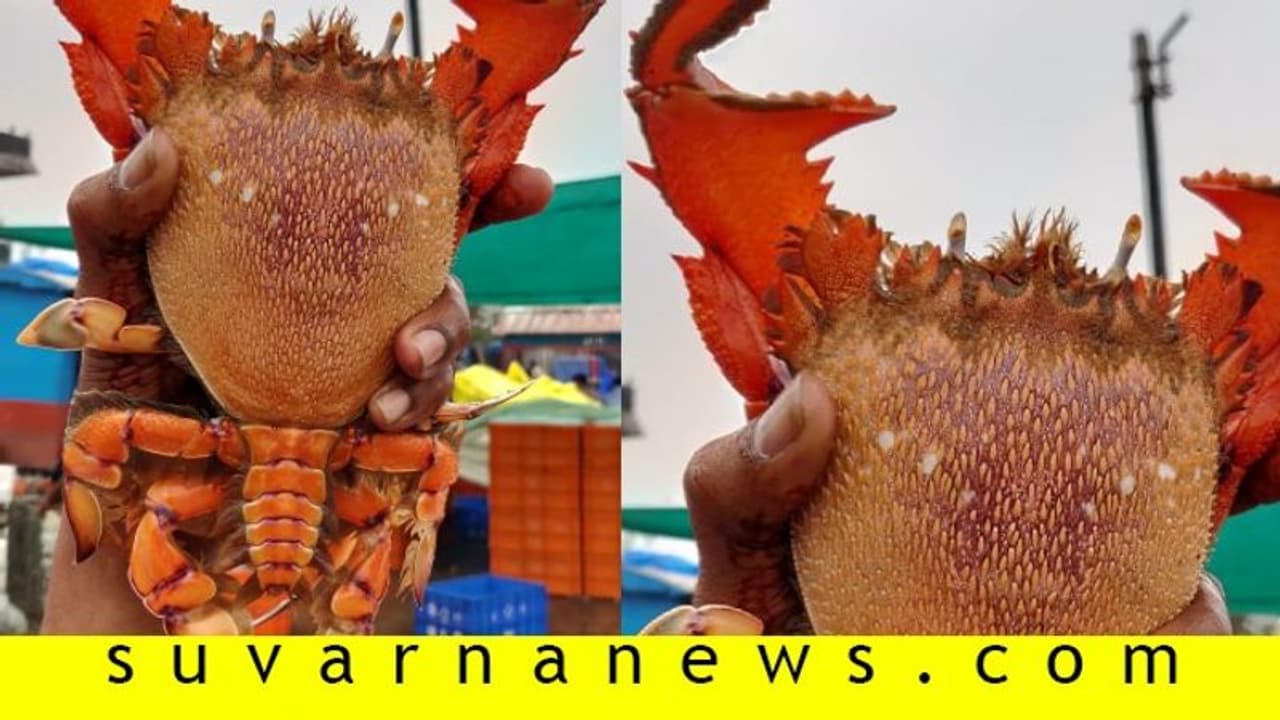 ಮಲ್ಪೆಯಲ್ಲಿ ಬಲೆಗೆ ಬಿತ್ತು ಸ್ಪಾನರ್ ಕ್ರ್ಯಾಬ್..! 1 ಕೆಜಿ ತೂಗುತ್ತೆ ಈ ಏಡಿ ಮಲ್ಪೆಯಲ್ಲಿ ಬಲೆಗೆ ಬಿತ್ತು ಸ್ಪಾನರ್ ಕ್ರ್ಯಾಬ್..! 1 ಕೆಜಿ ತೂಗುತ್ತೆ ಈ ಏಡಿ