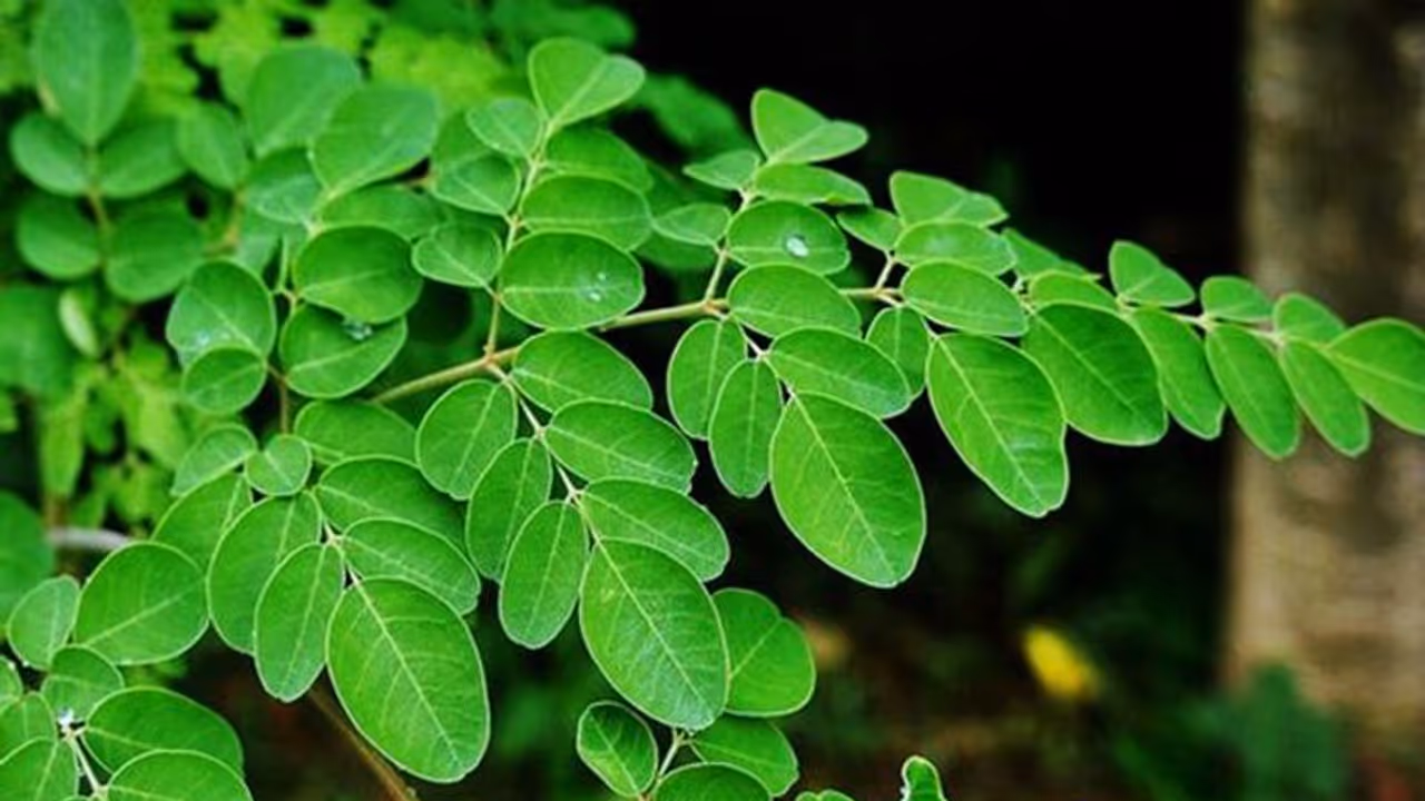 മുരിങ്ങയില ഇഷ്ടപ്പെടുന്നവരാണോ നിങ്ങൾ ? എങ്കിൽ ഇതറിഞ്ഞോളൂ മുരിങ്ങയില ഇഷ്ടപ്പെടുന്നവരാണോ നിങ്ങൾ ? എങ്കിൽ ഇതറിഞ്ഞോളൂ