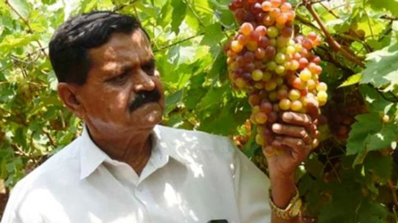 മുന്തിരി കൃഷി ചെയ്താല് പത്മശ്രീ കിട്ടുമോ? ഇതാ മുന്തിരിത്തോട്ടത്തില് നിന്ന് പത്മശ്രീ സ്വന്തമാക്കിയ കര്ഷകന് മുന്തിരി കൃഷി ചെയ്താല് പത്മശ്രീ കിട്ടുമോ? ഇതാ മുന്തിരിത്തോട്ടത്തില് നിന്ന് പത്മശ്രീ സ്വന്തമാക്കിയ കര്ഷകന്