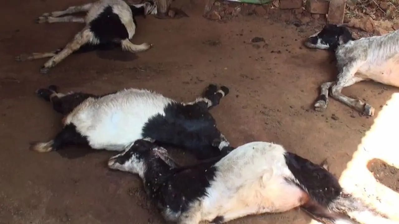 17 ஆடுகள் துடிதுடித்து பலி..! தண்ணீரில் விஷத்தை கலந்து மர்மநபர்கள் வெறிச்செயல்..! 17 ஆடுகள் துடிதுடித்து பலி..! தண்ணீரில் விஷத்தை கலந்து மர்மநபர்கள் வெறிச்செயல்..!