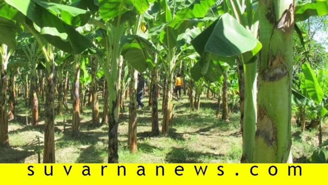 ಮಳೆಯಾಶ್ರಿತ ಜಮೀನಿನಲ್ಲಿ ಭಿನ್ನ ಕೃಷಿ, ಬಿಳಿಕೆರೆ ರೈತನ ಕೈ ಹಿಡಿದ ಏಲಕ್ಕಿ, ಕಂದು ಬಾಳೆ ಮಳೆಯಾಶ್ರಿತ ಜಮೀನಿನಲ್ಲಿ ಭಿನ್ನ ಕೃಷಿ, ಬಿಳಿಕೆರೆ ರೈತನ ಕೈ ಹಿಡಿದ ಏಲಕ್ಕಿ, ಕಂದು ಬಾಳೆ