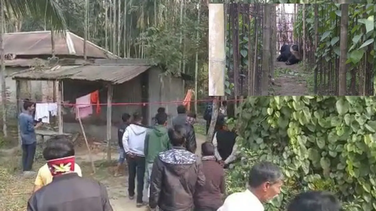 বাইসনের তাণ্ডবে ধুপগুড়িতে উত্তেজনা, কাবু করতে গিয়ে নাজেহাল বনকর্মীরা বাইসনের তাণ্ডবে ধুপগুড়িতে উত্তেজনা, কাবু করতে গিয়ে নাজেহাল বনকর্মীরা