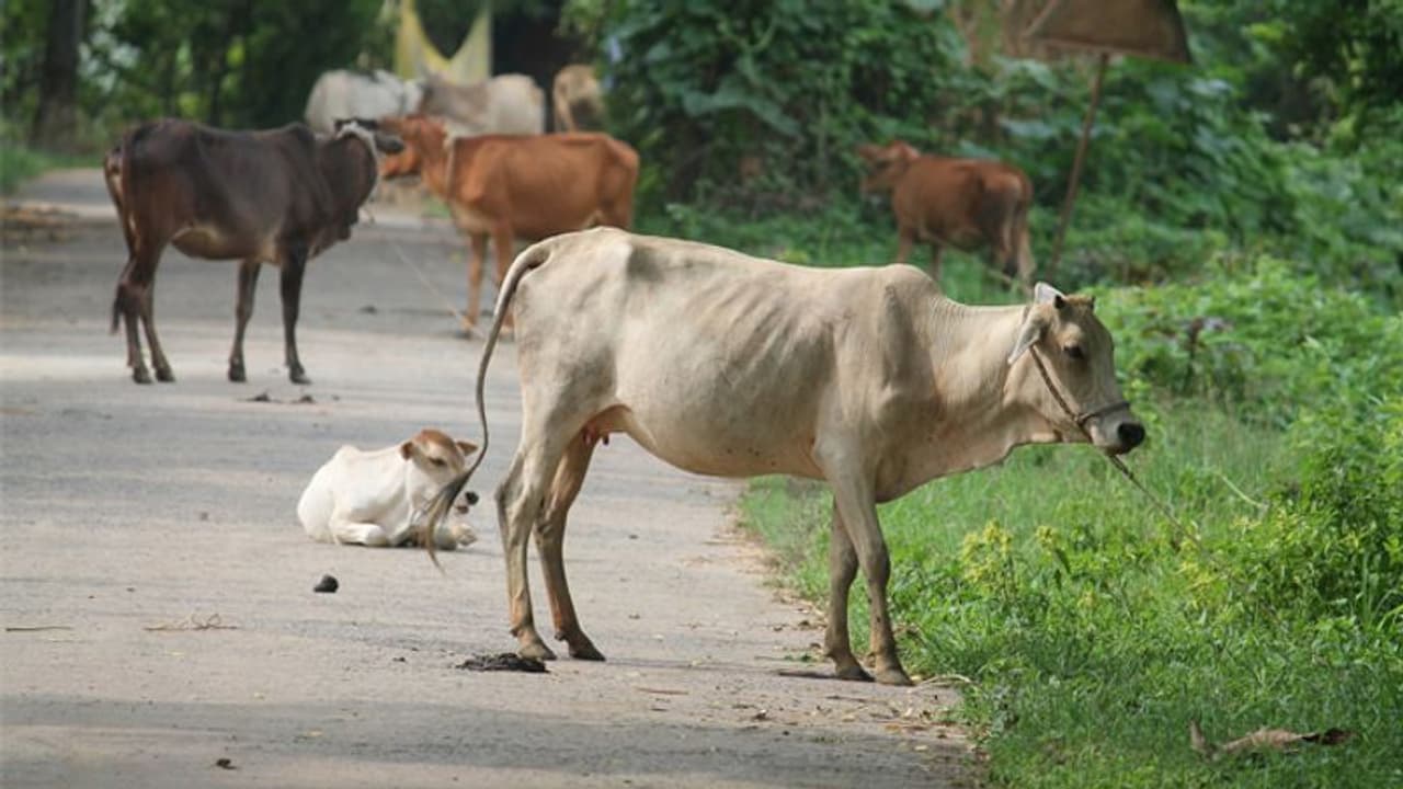ಶಿವಮೊಗ್ಗದಲ್ಲಿ ಗೋವಿಗಾಗಿ ಮೇವು ಅಭಿಯಾನ ಆರಂಭ ಶಿವಮೊಗ್ಗದಲ್ಲಿ ಗೋವಿಗಾಗಿ ಮೇವು ಅಭಿಯಾನ ಆರಂಭ