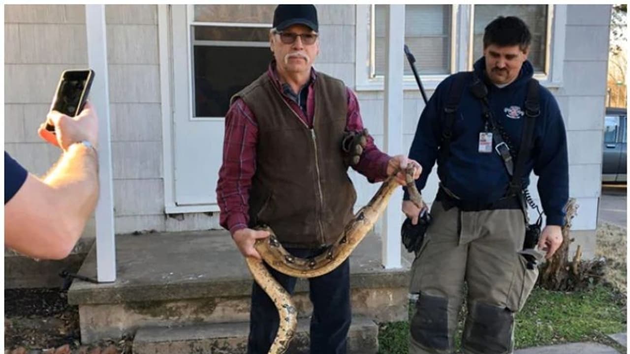 വീട്ടിനുള്ളിൽ നിന്നും കണ്ടടുത്തത് ആറടി നീളമുള്ള പെരുമ്പാമ്പിനെ... വീട്ടിനുള്ളിൽ നിന്നും കണ്ടടുത്തത് ആറടി നീളമുള്ള പെരുമ്പാമ്പിനെ...