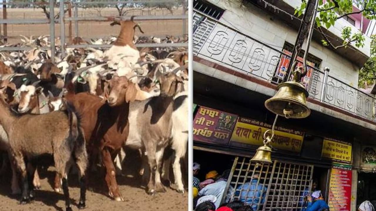 ക്ഷേത്രത്തില് ആടുകളെ ലേലത്തിൽ വച്ചു; ലക്ഷങ്ങളല്ല, ലഭിച്ചത് കോടിയിലധികം ക്ഷേത്രത്തില് ആടുകളെ ലേലത്തിൽ വച്ചു; ലക്ഷങ്ങളല്ല, ലഭിച്ചത് കോടിയിലധികം