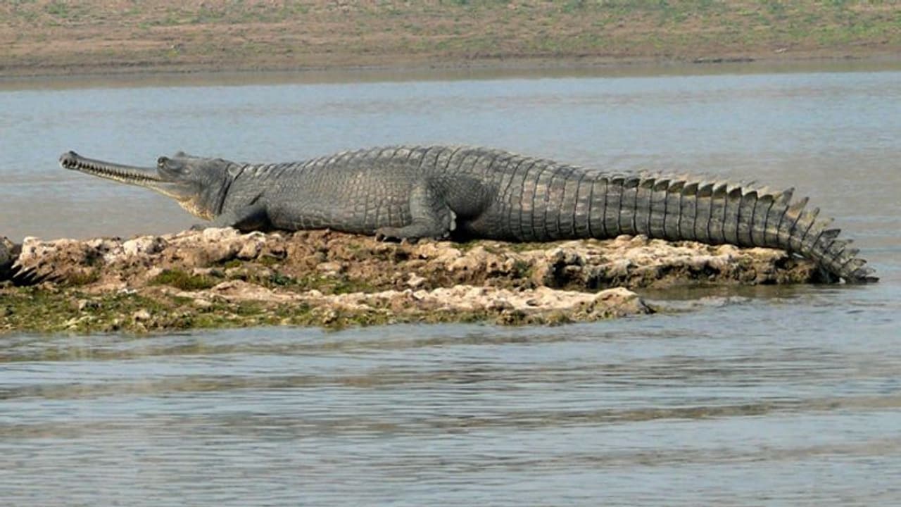 पलक झपकते ही 25 साल के लड़के को निगल गया 15 फीट का घड़ियाल, देखने वाले ने खो दिया होश पलक झपकते ही 25 साल के लड़के को निगल गया 15 फीट का घड़ियाल, देखने वाले ने खो दिया होश