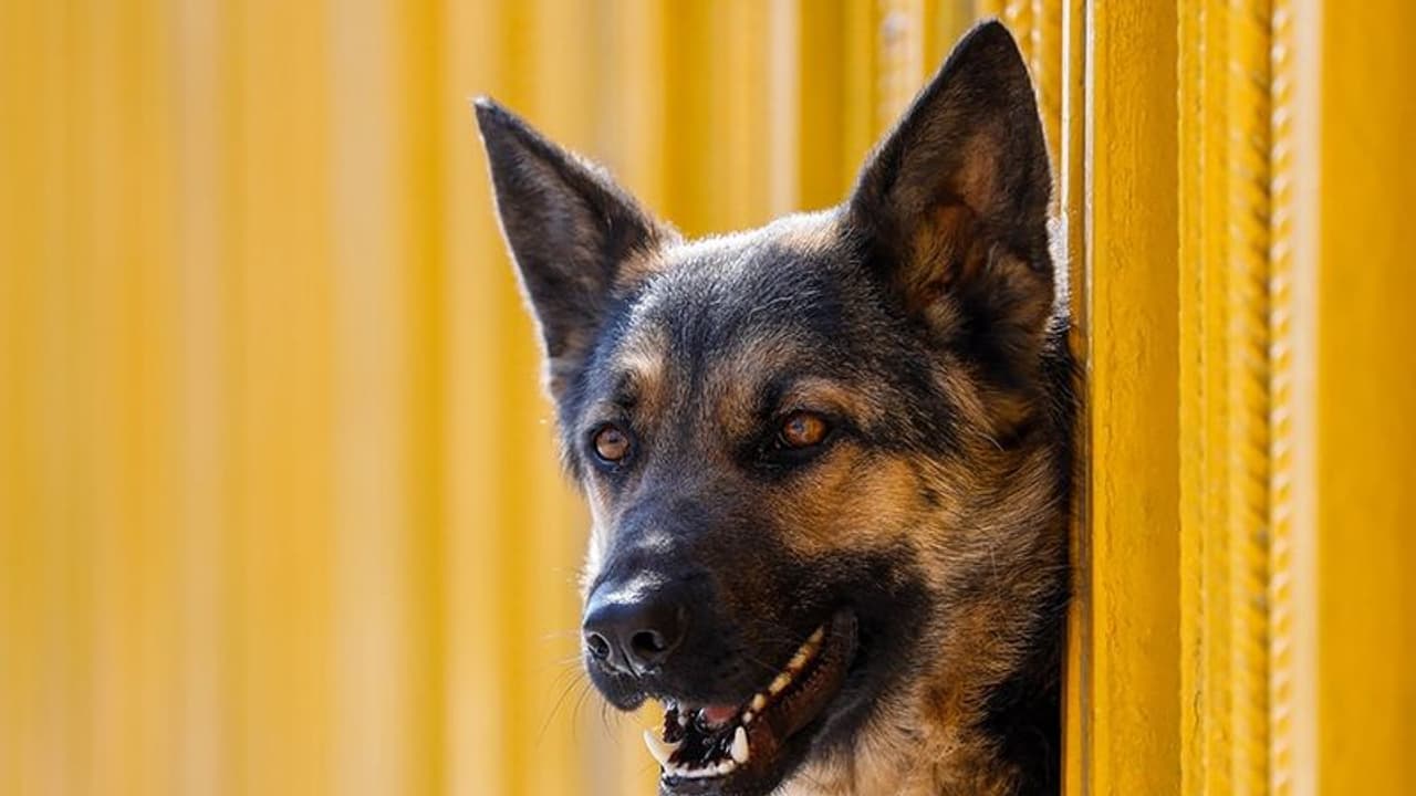 వైరల్ స్టోరీ: కుక్క కోసం భర్త బలి.. మొగుడ్ని దత్తతకు పెట్టిన సతీమణి.. వైరల్ అవుతున్న మెసేజీ ఇదే వైరల్ స్టోరీ: కుక్క కోసం భర్త బలి.. మొగుడ్ని దత్తతకు పెట్టిన సతీమణి.. వైరల్ అవుతున్న మెసేజీ ఇదే