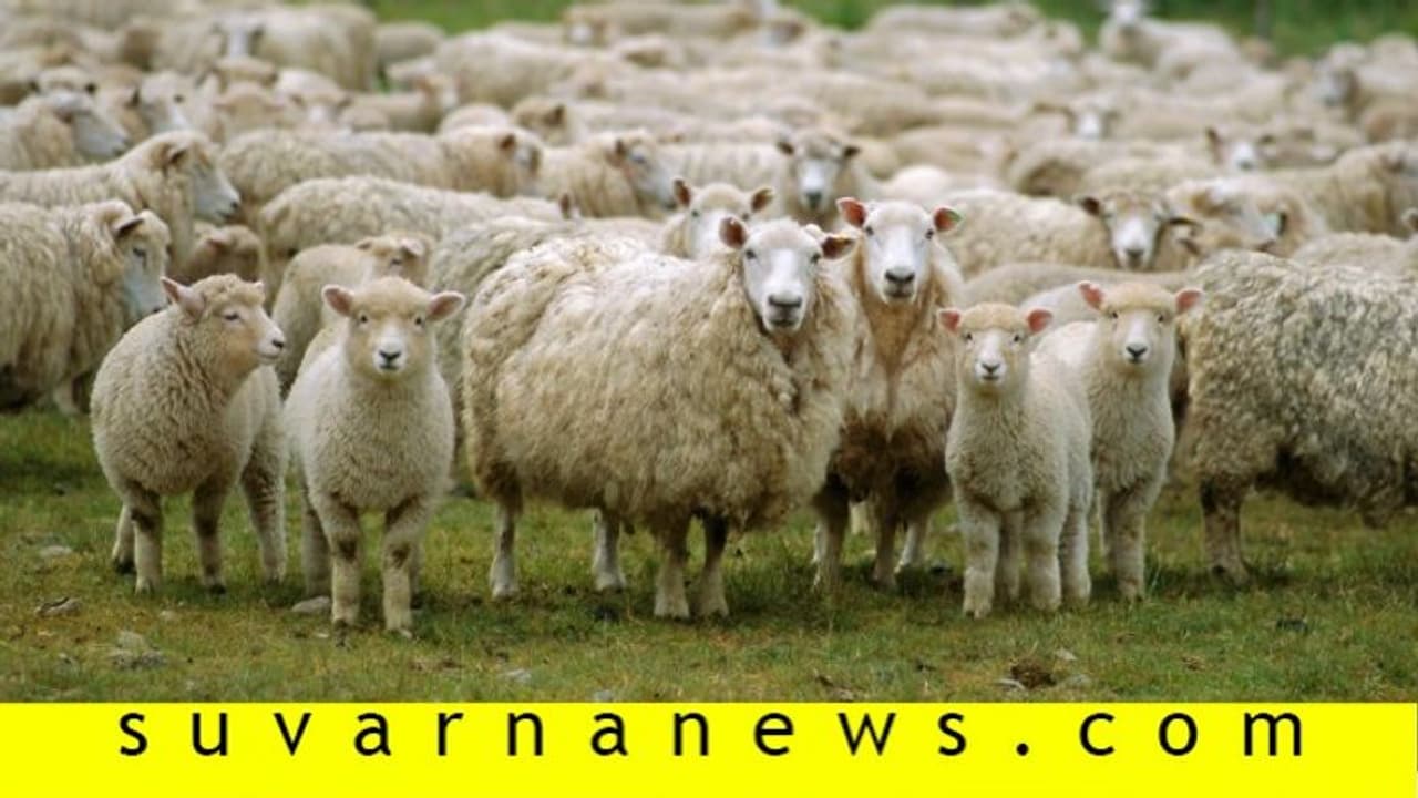 ಕುರುಬರೋ ನಾವು ಕುರುಬರು, ಪುಕ್ಕಟೆಯಾಗಿ ಕುರಿ ಪಡೆದು ಖುಷಿಪಟ್ಟರು ಕುರುಬರೋ ನಾವು ಕುರುಬರು, ಪುಕ್ಕಟೆಯಾಗಿ ಕುರಿ ಪಡೆದು ಖುಷಿಪಟ್ಟರು