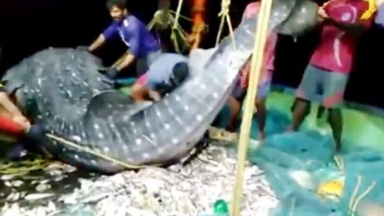 'നീ പോയി ജീവിക്ക് മുത്തേ'; ഇത് കടലിന്റെ മക്കളുടെ സ്‌നേഹം...