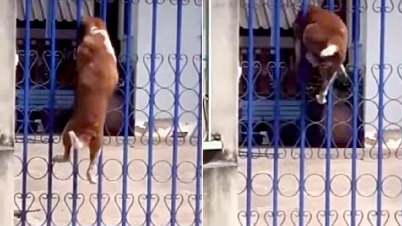 'ഇതൊക്കെ എനിക്ക് നിസാരം'; പത്തടിയോളം ഉയരമുള്ള ഗേറ്റ് ചാടിക്കടക്കുന്ന നായ; കൗതുകമായി വീഡിയോ 'ഇതൊക്കെ എനിക്ക് നിസാരം'; പത്തടിയോളം ഉയരമുള്ള ഗേറ്റ് ചാടിക്കടക്കുന്ന നായ; കൗതുകമായി വീഡിയോ