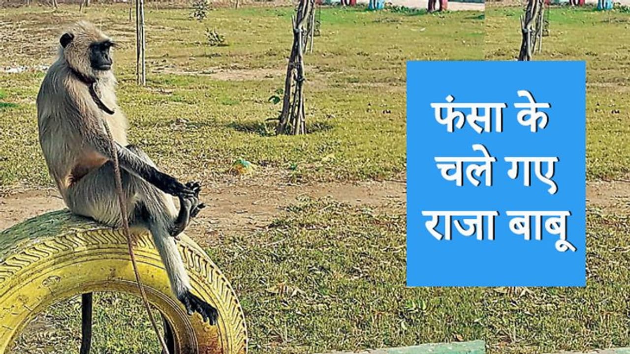 बच्चों को हुड़दंग से बचाने स्कूल ने 7 साल पहले राजा बाबू को खरीदा था लेकिन एक कागज ने फंसा दिया पेंच