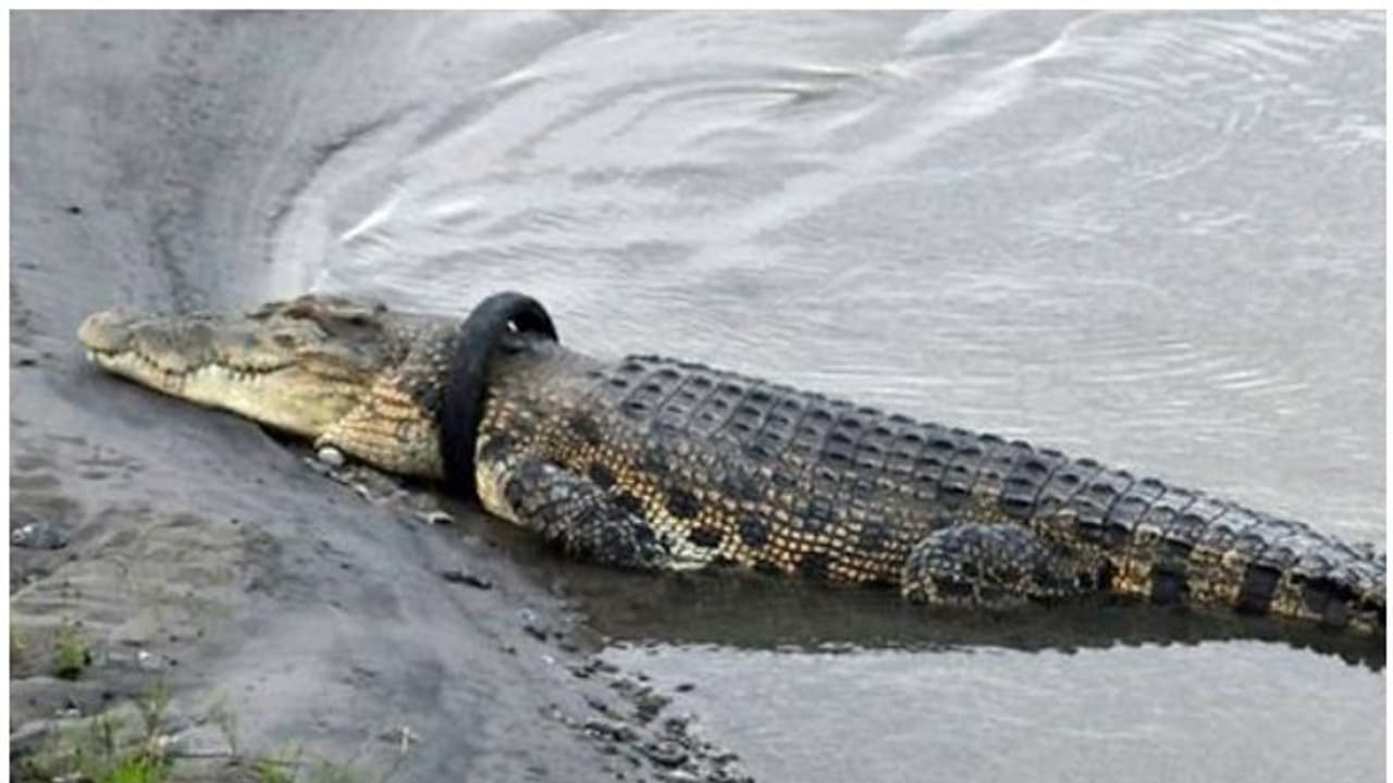 കഴുത്തില് ടയര് കുടുങ്ങി ശ്വാസമെടുക്കാന് പോലും ബുദ്ധിമുട്ടി ഭീമന് മുതല; രക്ഷപ്പെടുത്തുന്നവര്ക്ക് വന്തുക പ്രതിഫലം കഴുത്തില് ടയര് കുടുങ്ങി ശ്വാസമെടുക്കാന് പോലും ബുദ്ധിമുട്ടി ഭീമന് മുതല; രക്ഷപ്പെടുത്തുന്നവര്ക്ക് വന്തുക പ്രതിഫലം