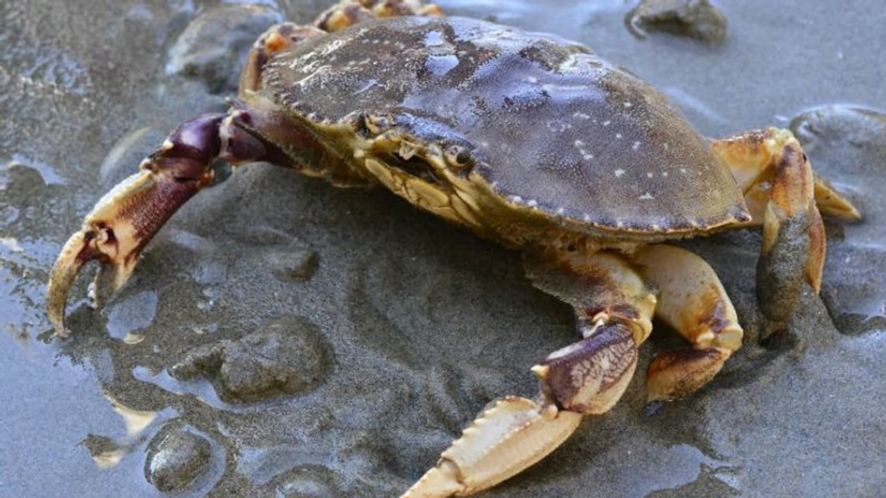 ഞണ്ടുകള്‍ കാലാവസ്ഥ വ്യതിയാനത്തിന്റെ അടുത്ത ഇര