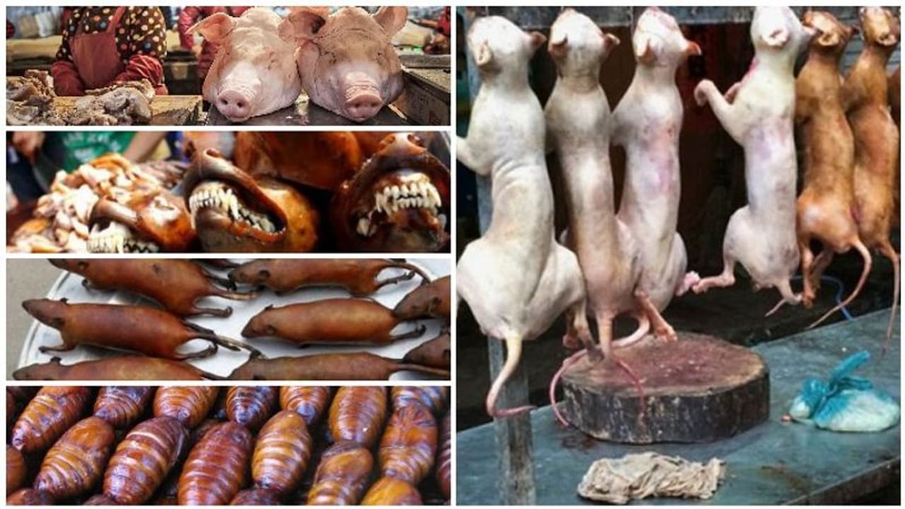 பன்றிக்கறி, நாய்க்கறி, பாம்புக்கறியால் பரவிய கொரோனா வைரஸால் கதறும் உலக நாடுகள்... அட, கட்டுப்படுத்த இதுபோதுமாம்..! பன்றிக்கறி, நாய்க்கறி, பாம்புக்கறியால் பரவிய கொரோனா வைரஸால் கதறும் உலக நாடுகள்... அட, கட்டுப்படுத்த இதுபோதுமாம்..!