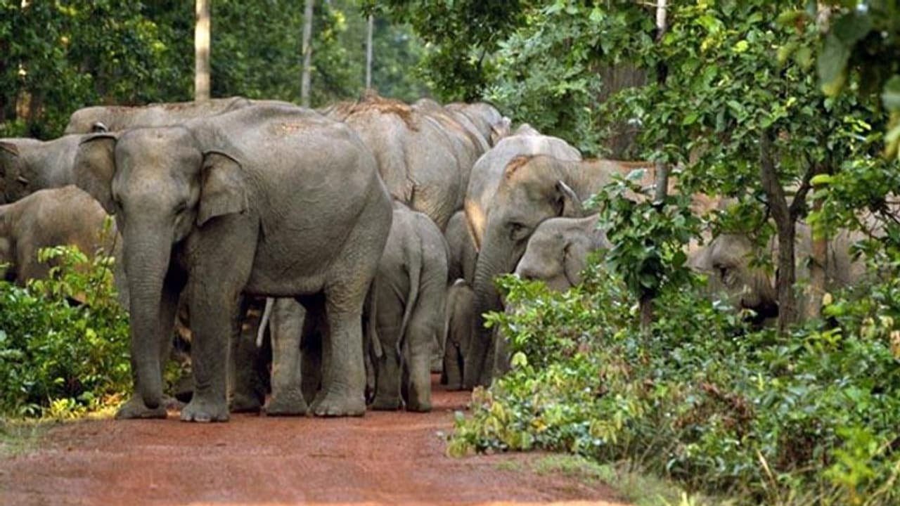 ফেলে রেখে শহুরে রুটিন জয়পুরের জঙ্গলে রোমাঞ্চকর দুদিন ফেলে রেখে শহুরে রুটিন জয়পুরের জঙ্গলে রোমাঞ্চকর দুদিন