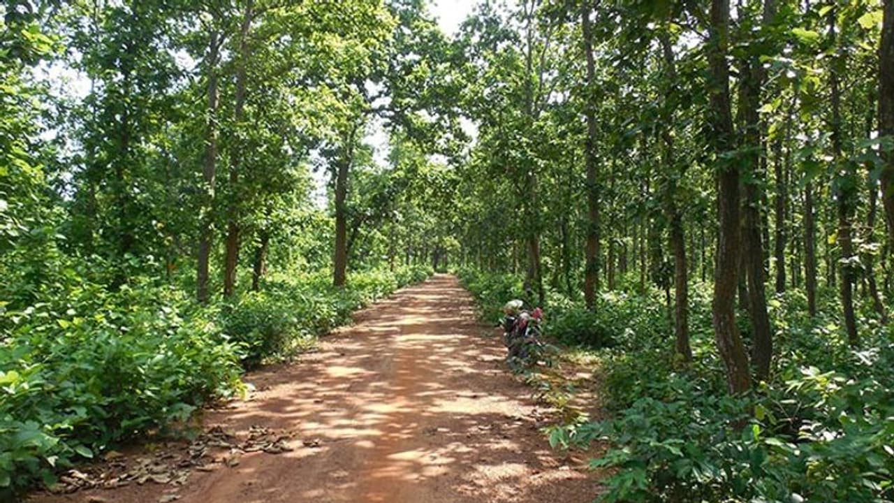 ಮಲ್ನಾಡು ಅರಣ್ಯವೆಲ್ಲವೂ ಈಗ ತೋಟ ಮಲ್ನಾಡು ಅರಣ್ಯವೆಲ್ಲವೂ ಈಗ ತೋಟ