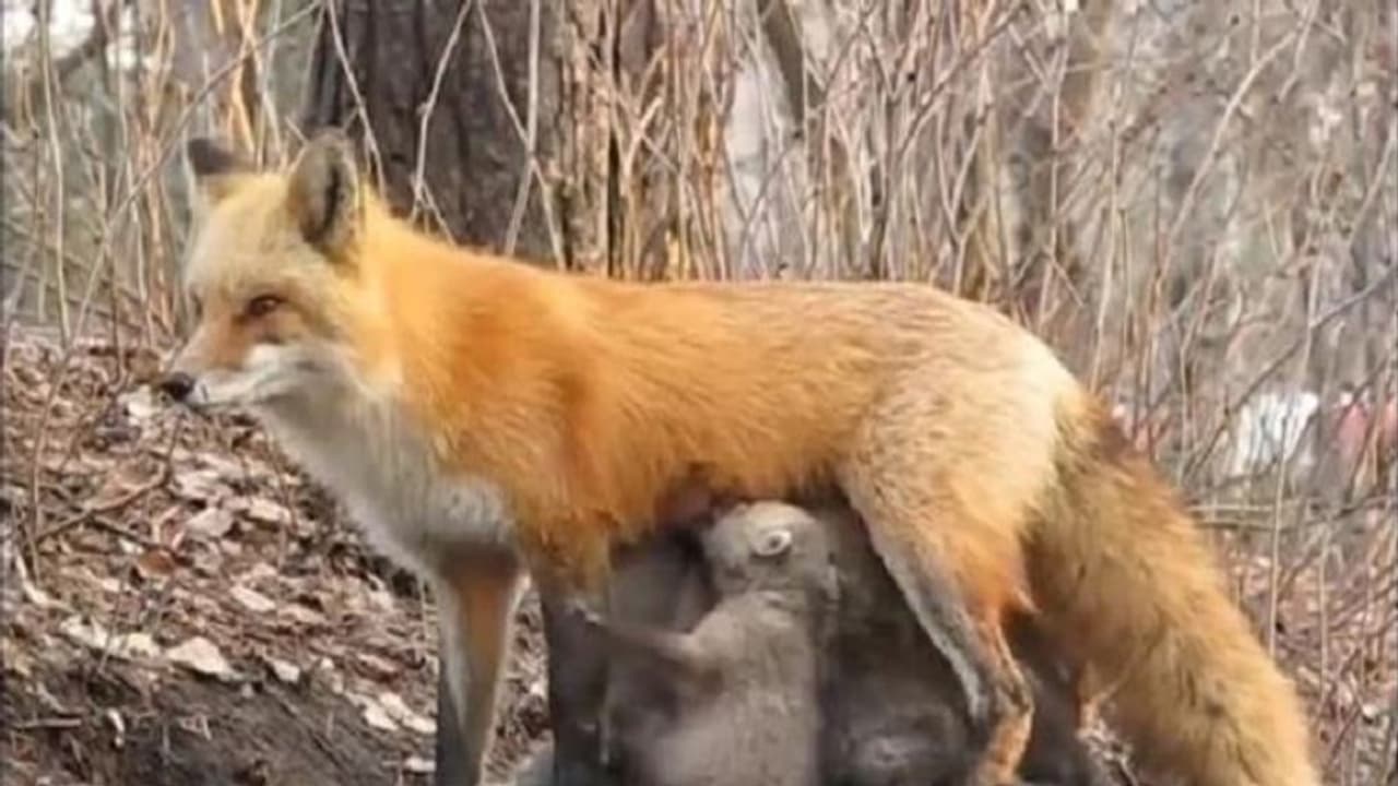 Fact Check: ಕಾಳ್ಗಿಚ್ಚಲ್ಲಿ ತಾಯಿ ಕಳೆದುಕೊಂಡ ಕರಡಿ ಮರಿಗಳಿಗೆ ಹಾಲುಣಿಸಿದ ನರಿ!