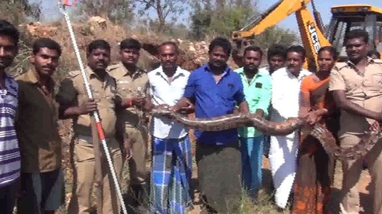 சீறி எழுந்த 15 அடி நீள மலைப்பாம்பு..! வயலில் அலறியடித்து ஓடிய இளம்பெண்..!