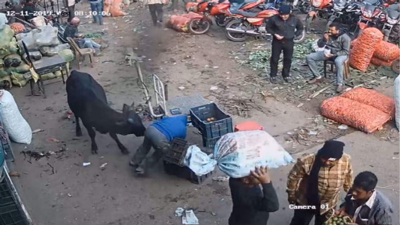 যখন তখন শিংয়ের গুঁতো, ষাঁড় ধরবে কে, আতঙ্ক দুর্গাপুরে