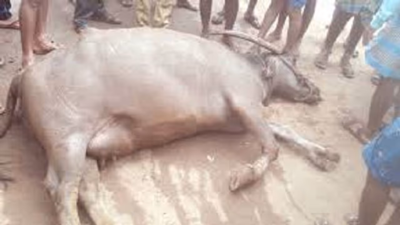 ನಾಲತವಾಡ: ವಿಷ ಹಾಕಿ ಮೂಕ ಪ್ರಾಣಿಗಳನ್ನ ಕೊಂದ್ರಾ ಪಾಪಿಗಳು? ನಾಲತವಾಡ: ವಿಷ ಹಾಕಿ ಮೂಕ ಪ್ರಾಣಿಗಳನ್ನ ಕೊಂದ್ರಾ ಪಾಪಿಗಳು?