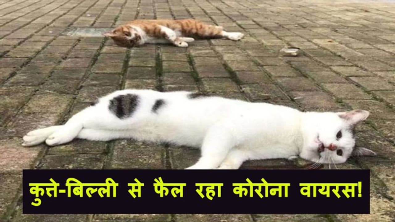 यहां सड़कों पर यूं पड़ी है कुत्ते बिल्लियों की लाश, एक अफवाह ने इंसान को बना दिया हैवान यहां सड़कों पर यूं पड़ी है कुत्ते बिल्लियों की लाश, एक अफवाह ने इंसान को बना दिया हैवान