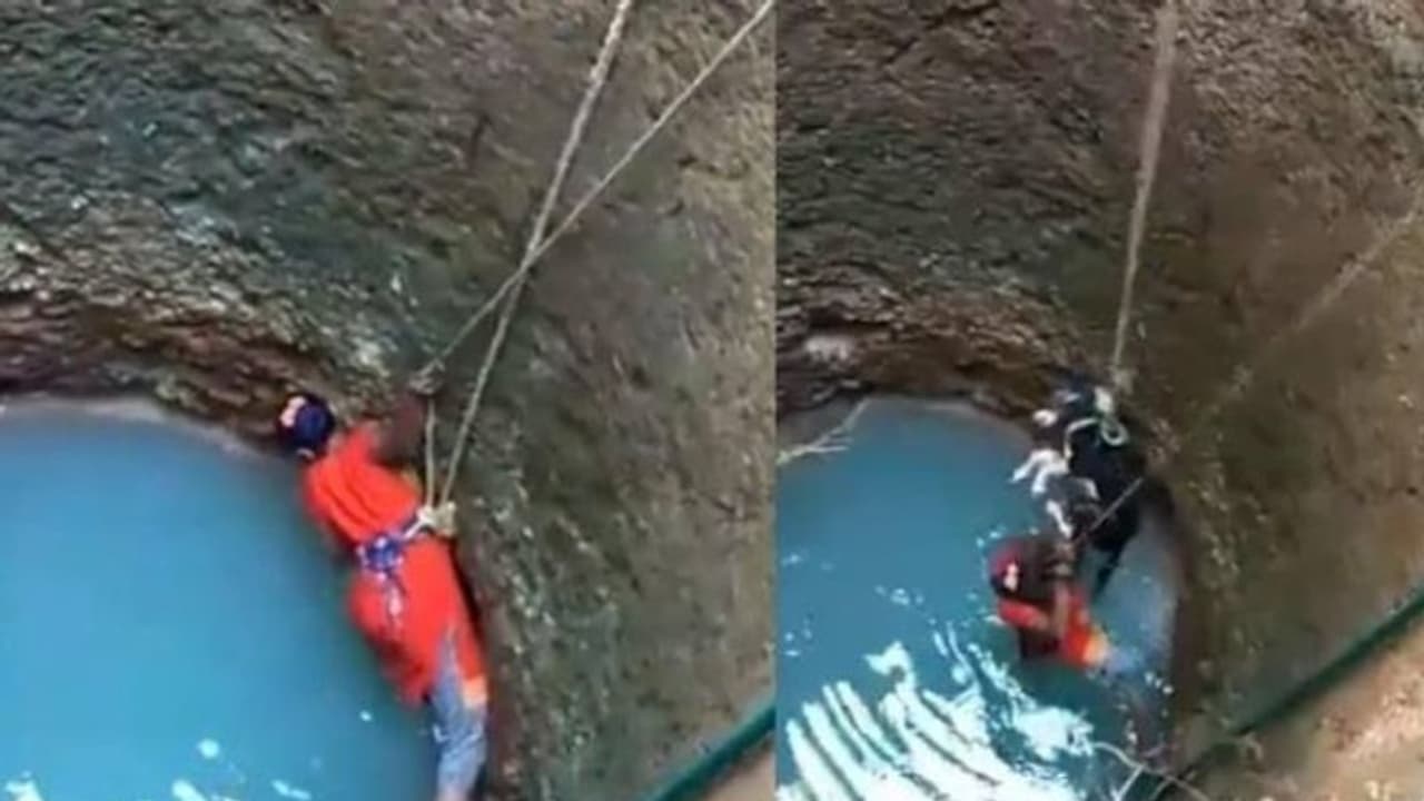 30 അടിയോളം താഴ്ചയുള്ള കിണറ്റില് വീണ് നായ; സാഹസികമായി രക്ഷിച്ച് യുവതി: കയ്യടിച്ച് സോഷ്യൽ മീഡിയ 30 അടിയോളം താഴ്ചയുള്ള കിണറ്റില് വീണ് നായ; സാഹസികമായി രക്ഷിച്ച് യുവതി: കയ്യടിച്ച് സോഷ്യൽ മീഡിയ